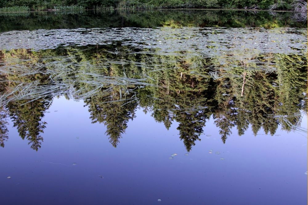 Similar – Image, Stock Photo lake Pond Water Footbridge