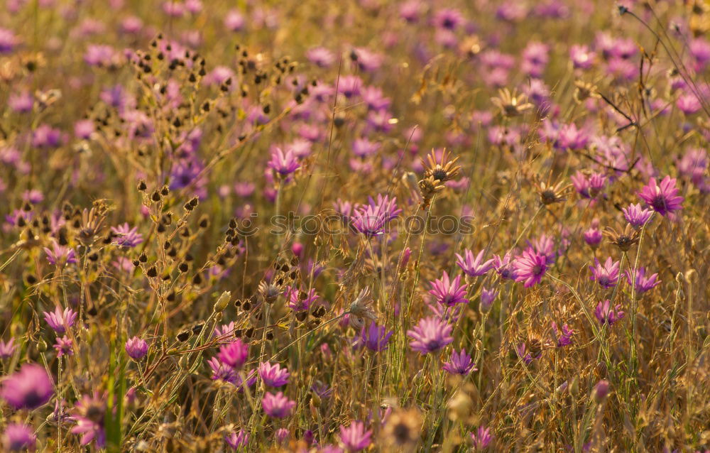 Similar – Foto Bild Lila Heidekrautgewächse auf Sardinien