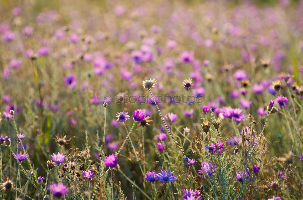 Similar – Image, Stock Photo what’s growing on the side of the road?