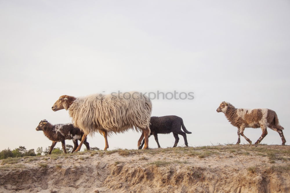 Similar – Image, Stock Photo We are family Harmonious