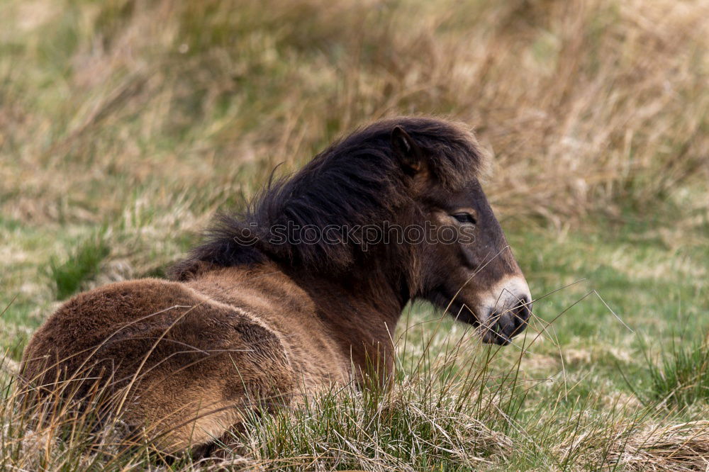 Similar – Icelanders Animal 1 Brown