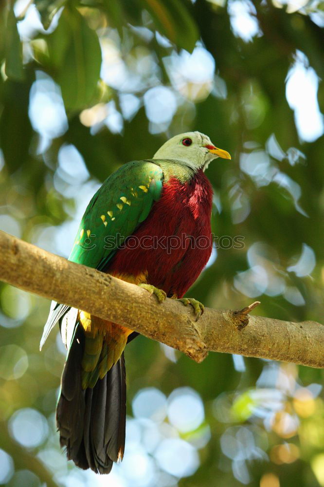 Similar – Image, Stock Photo Green Todi Animal 1 Brown