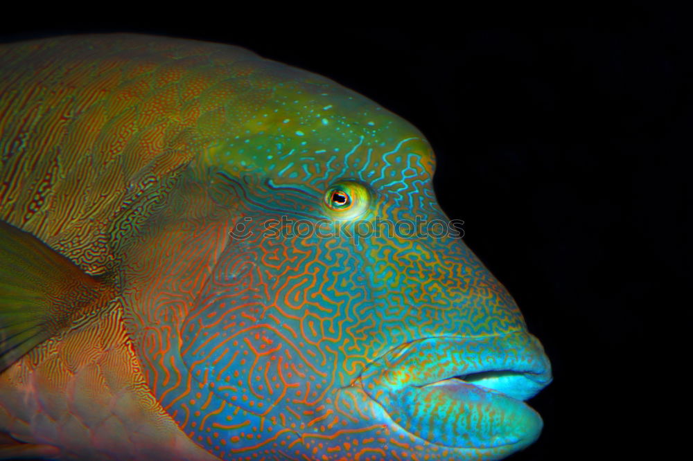 Similar – Close-up of a scalar in an aquarium