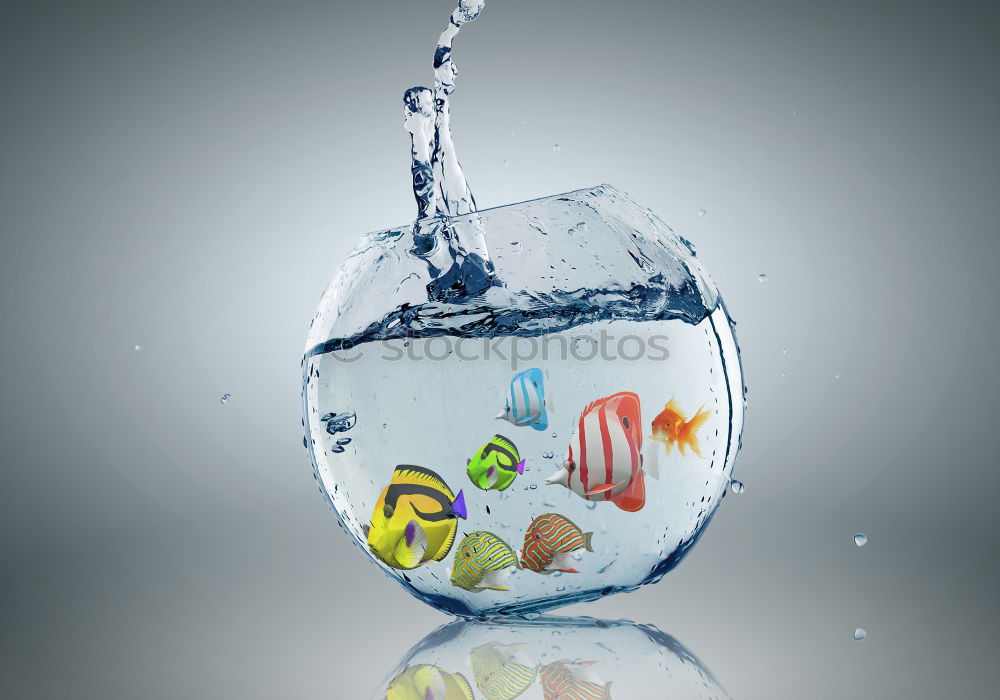 Similar – Boy holding vase with water near face