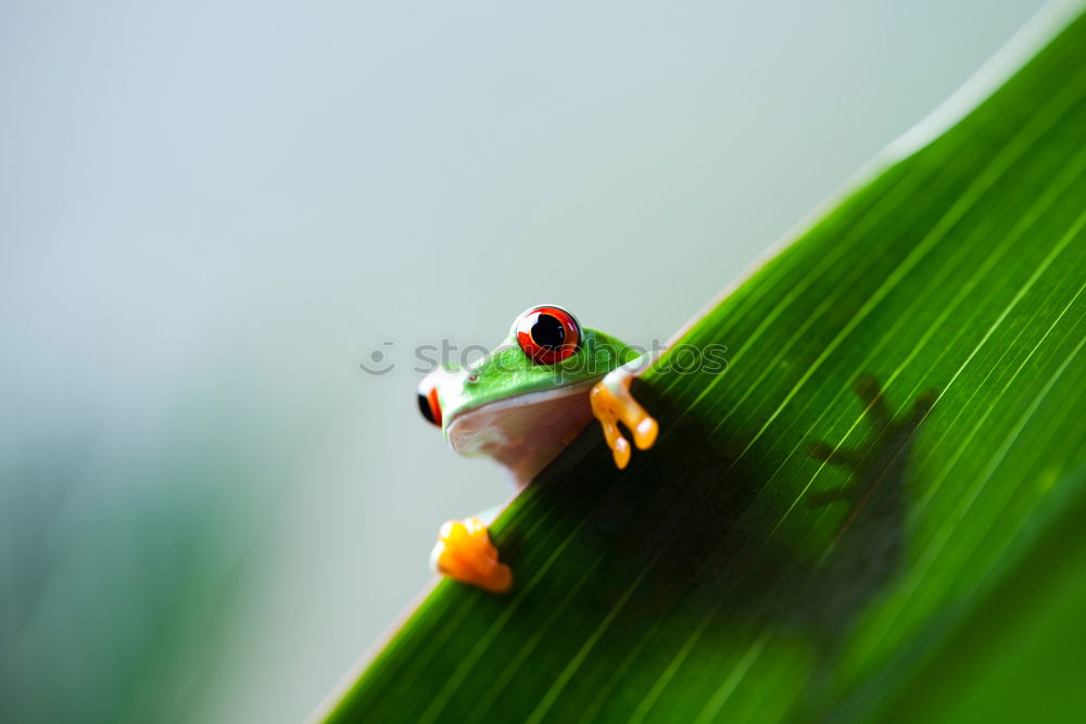 Similar – Image, Stock Photo Frog sits on a daisy frog