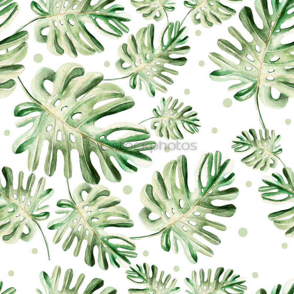 Similar – Image, Stock Photo Layout with various tropical palms and fern leaves