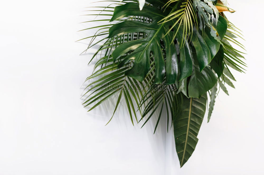 Similar – Foto Bild super sweet Ananas Frucht
