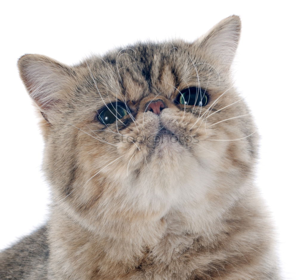 Similar – cute maine coon kitten standing on glass table eyes closed