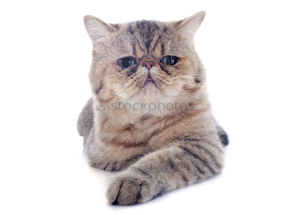 Similar – Image, Stock Photo Comic book Garfield Animal