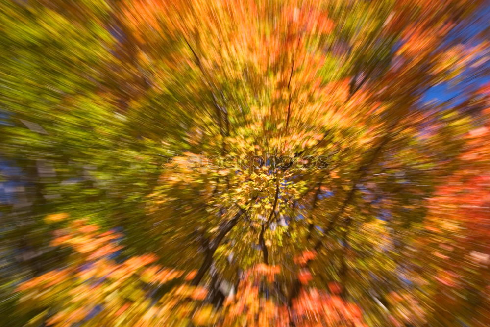 Similar – Image, Stock Photo autumn gold I Nature Plant