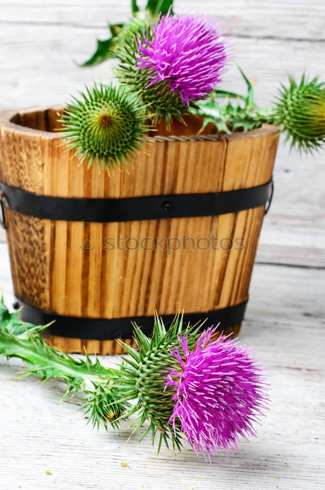 Similar – Image, Stock Photo Onopordum and herbalism.Thistle