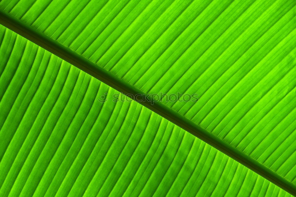 Similar – structure Leaf Green Tree