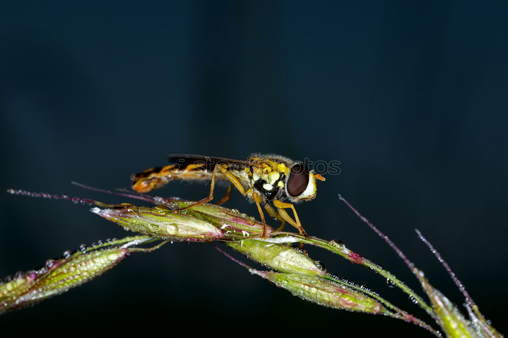 Similar – Image, Stock Photo predator