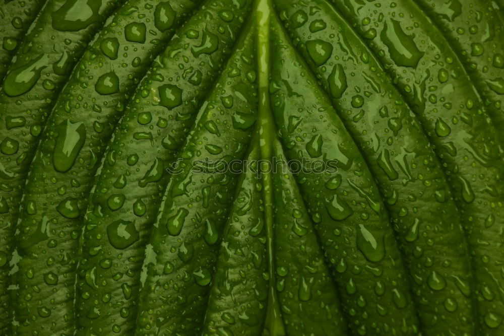 Similar – Green ice Leaf Nature Ice