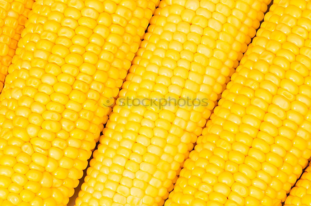 Similar – maize Maize Corn cob