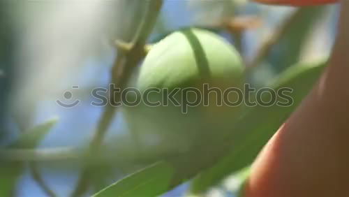 Similar – harvest Food Vegetable