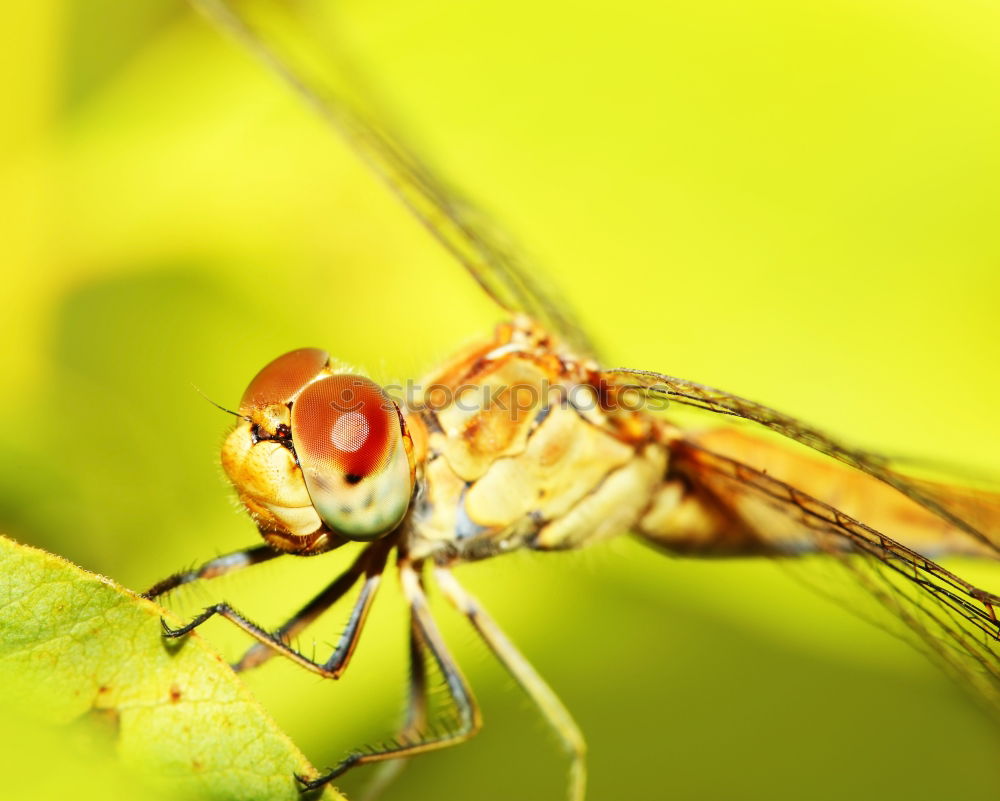 Similar – Clap your hands Wasps