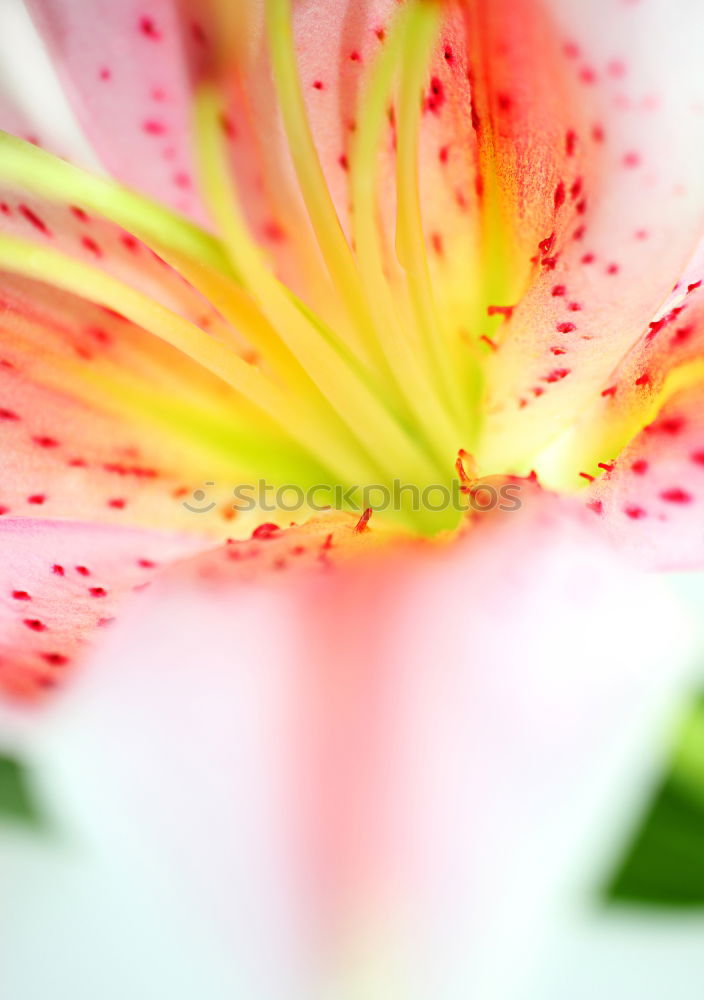 lily Blossom Flower Pink