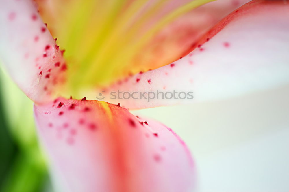 Similar – Image, Stock Photo lampions Autumn Flower