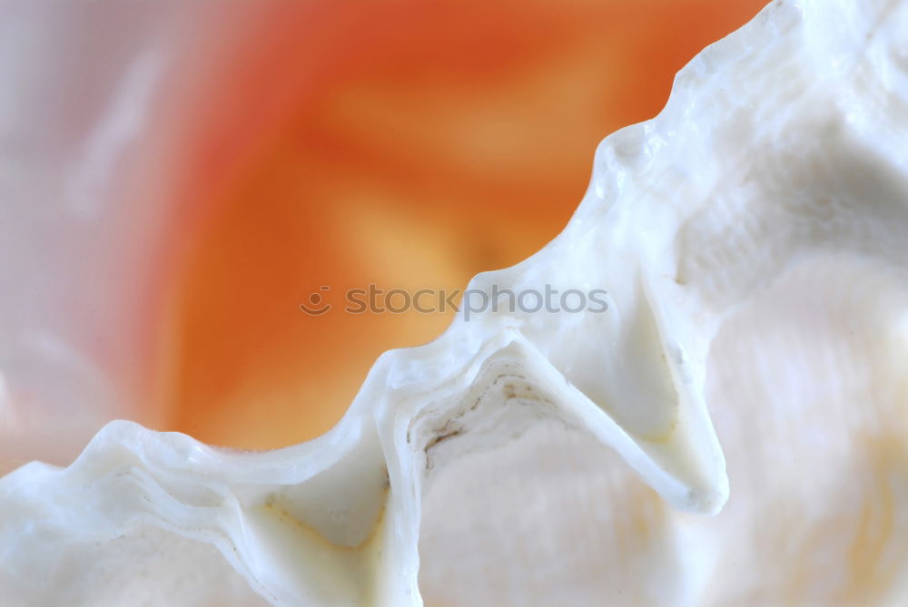 Similar – Image, Stock Photo Ei Da Schau Her Yolk