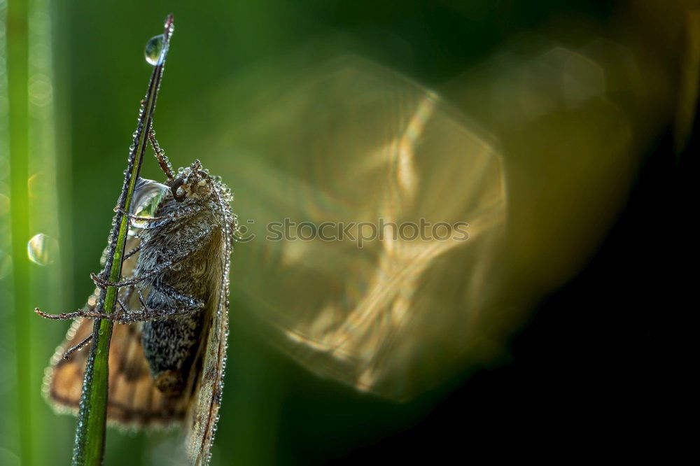 Similar – Image, Stock Photo Butterfly with morning dew