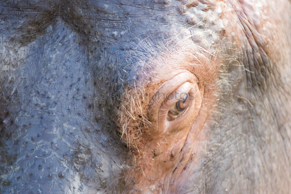 Sand auf Nase Schwein Zoo