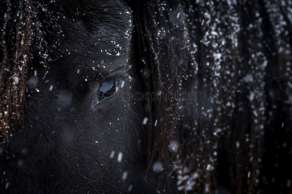 Similar – Image, Stock Photo 2 ponies Winter Snow