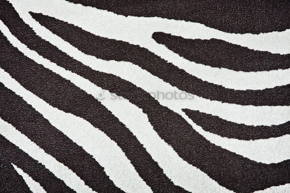 Foto Bild Musterhaft Zebra gefangen