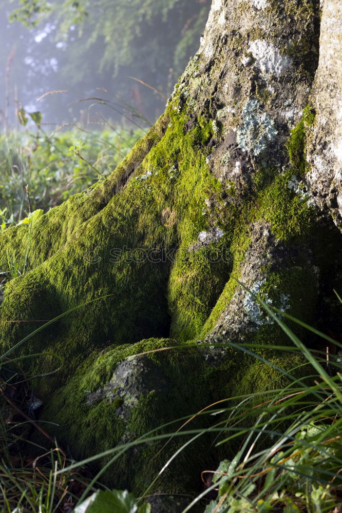 Similar – moss landscape Environment