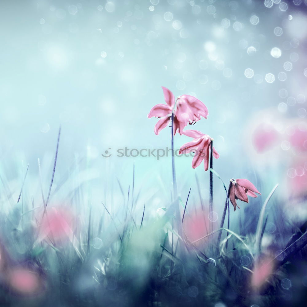 Similar – Image, Stock Photo Flowers mystical Art