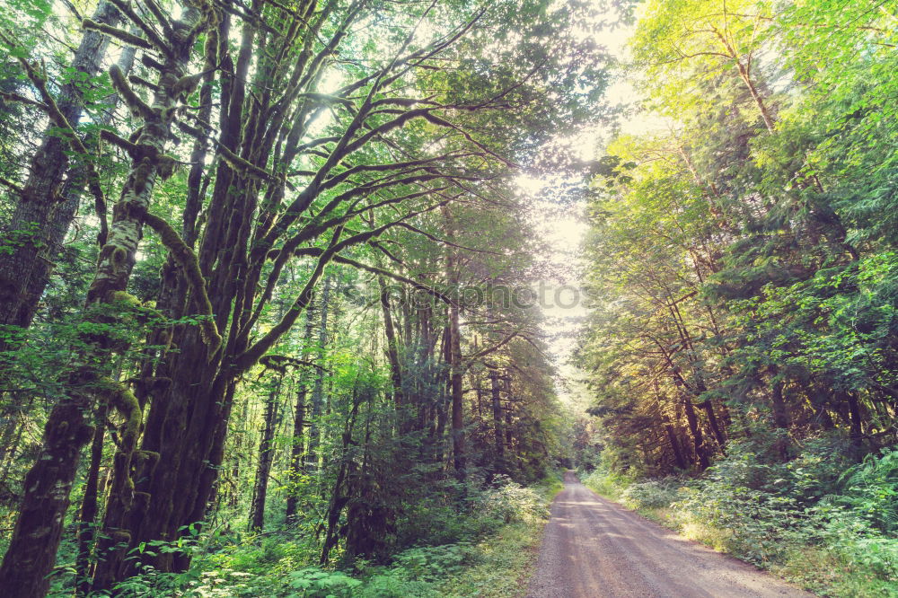 Truck driving through forest