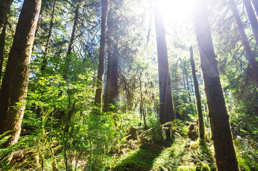 Similar – Image, Stock Photo birch forest in spring