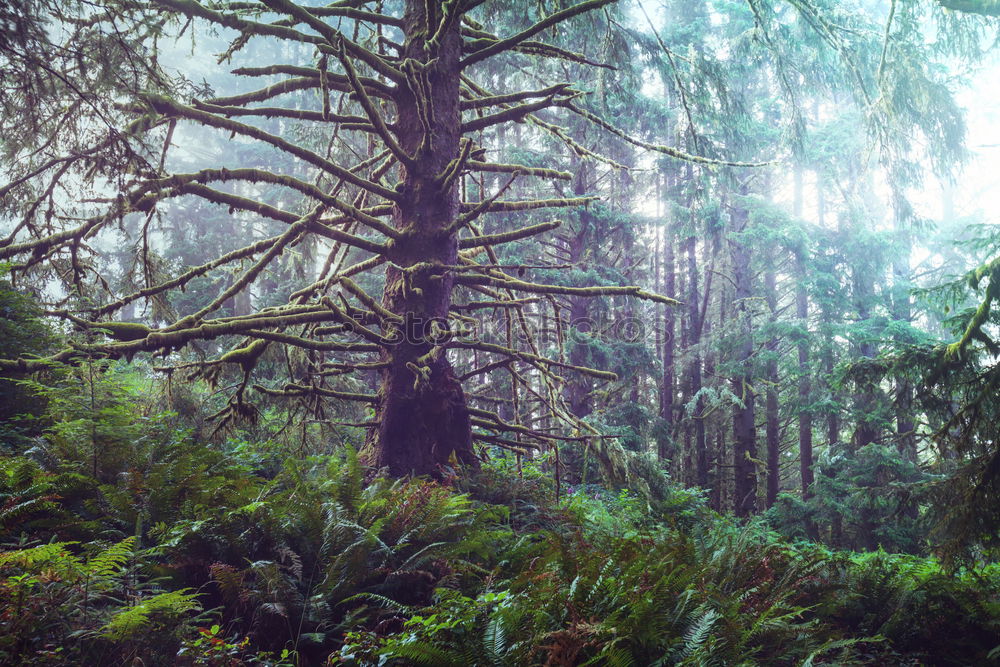 Similar – Foto Bild Nebelwald Landschaft