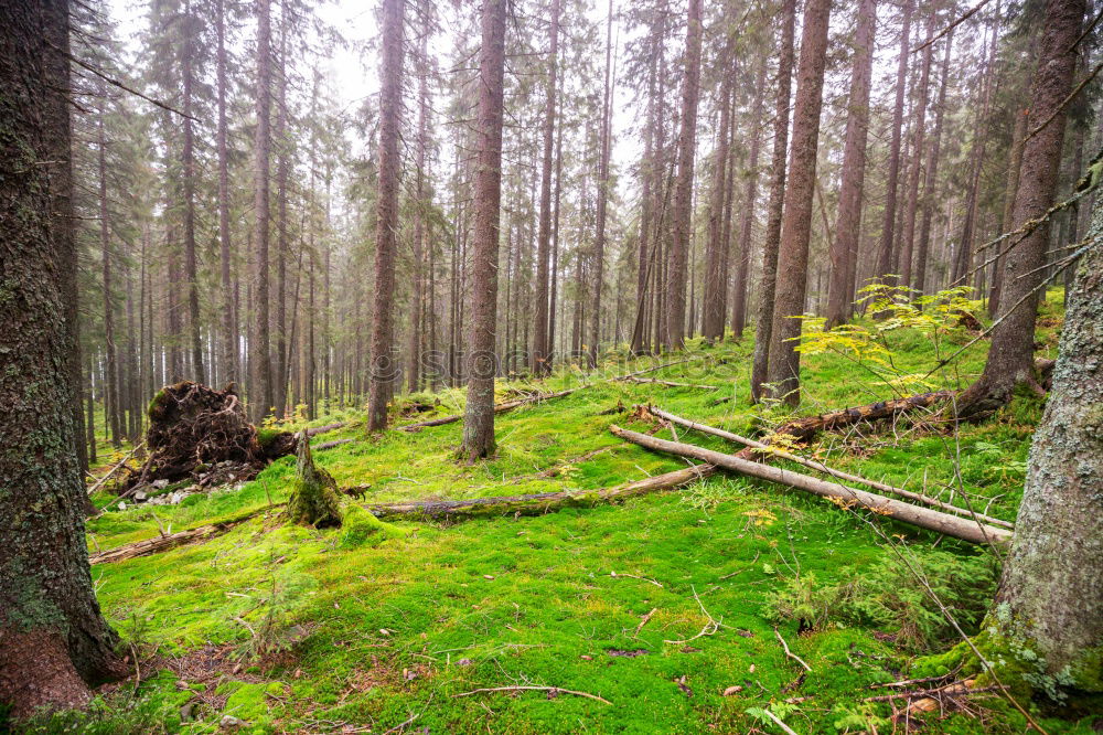 Similar – Image, Stock Photo forest cows Life