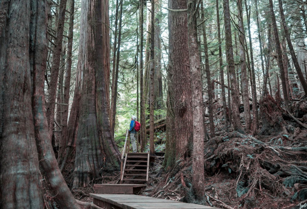 Similar – Image, Stock Photo High Asian pagoda in woods