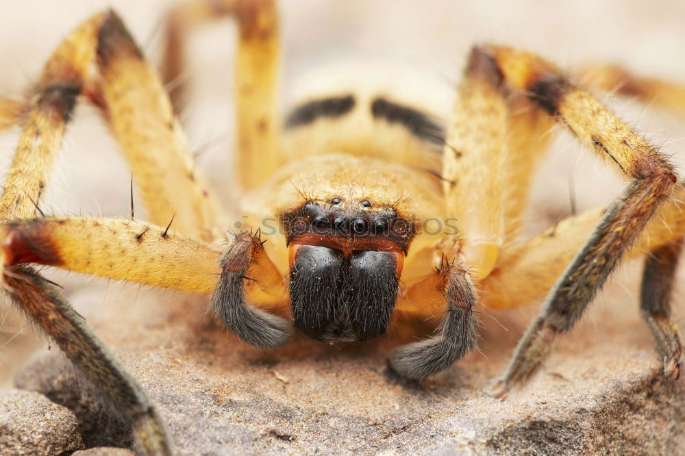 Similar – hairy hops Spider Stripe