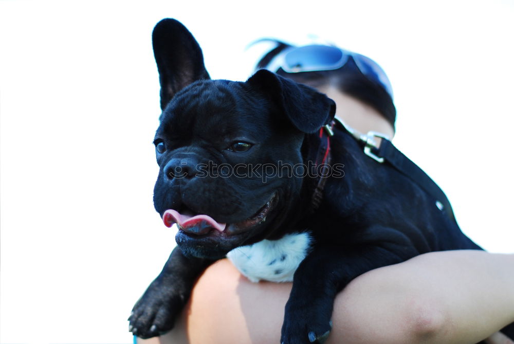 Similar – Image, Stock Photo Boston Terrier Portrait