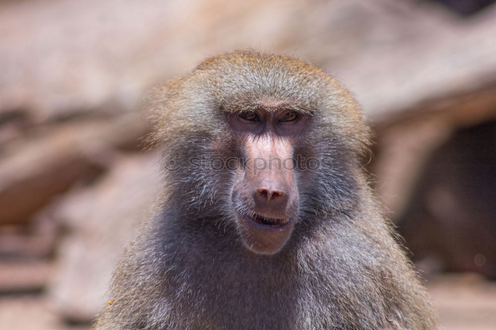 Similar – Image, Stock Photo Thoughtful Safari Summer