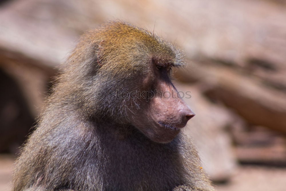 Similar – Baby monkey with little stick