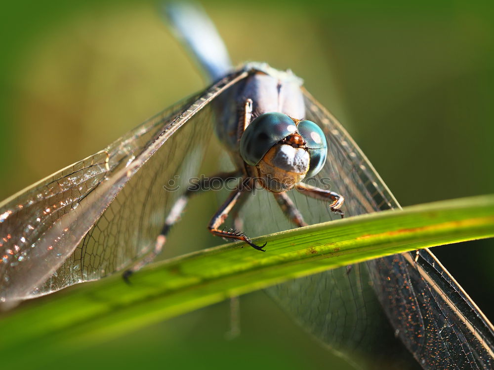 Similar – Image, Stock Photo Fly swatter and gossip