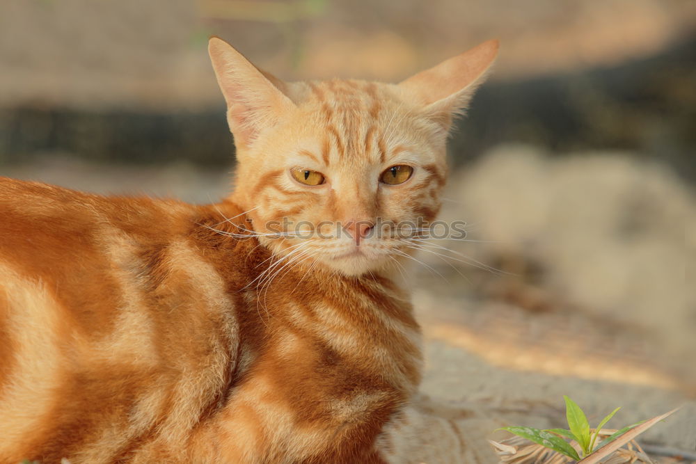 Similar – Image, Stock Photo cuteness overload Animal