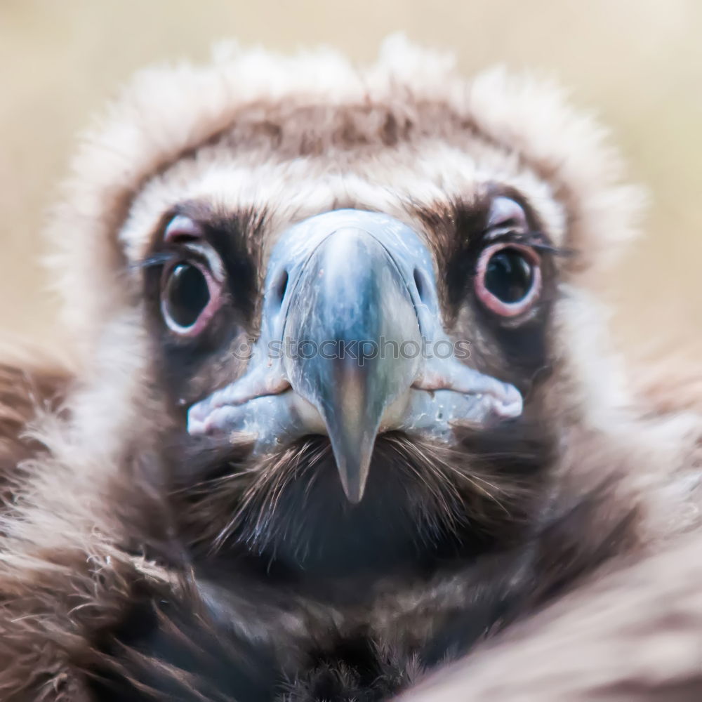 Similar – Eye and beak of vulture