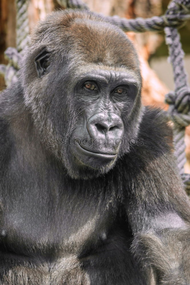 Similar – Image, Stock Photo gorilla Animal Wild animal