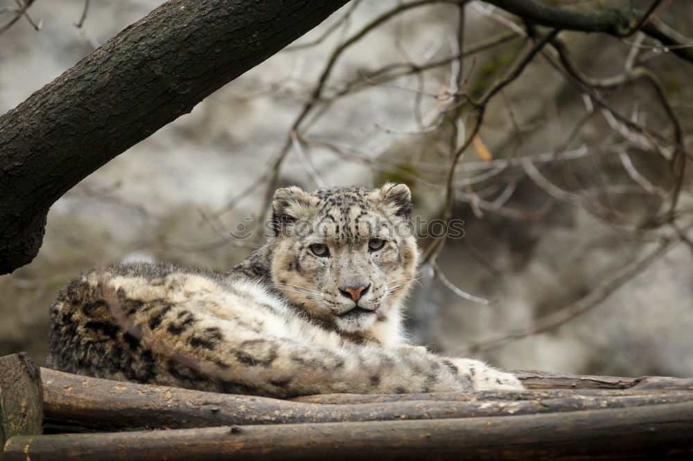 Similar – Close up front view portrait of cheetah looking at camera