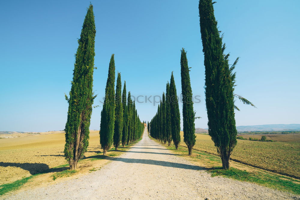 Similar – Typical Tuscany landscape with grape fields