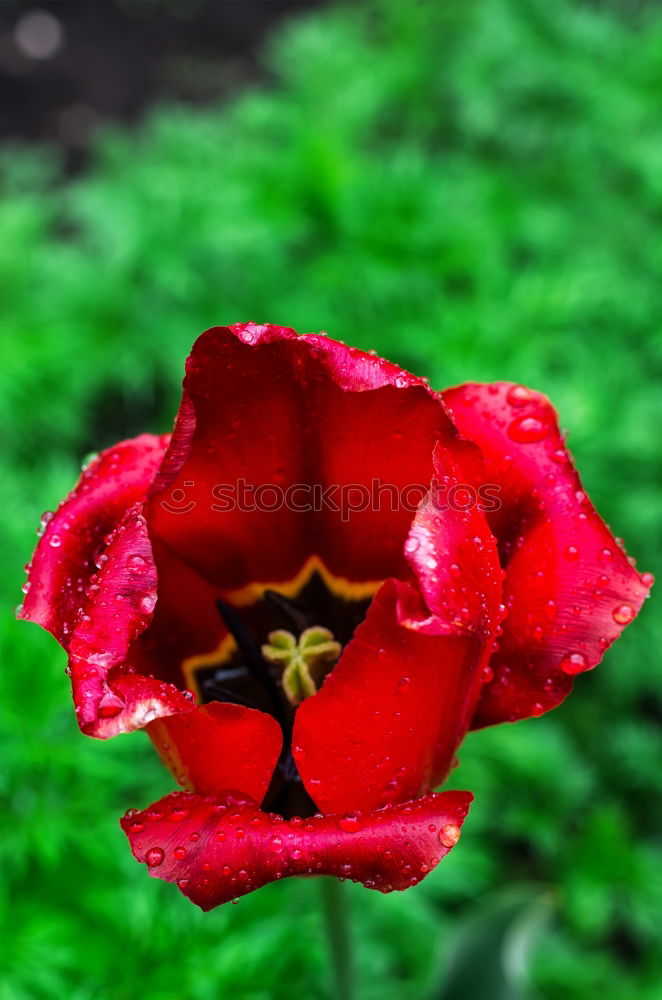 Similar – Image, Stock Photo summery red-green contrast