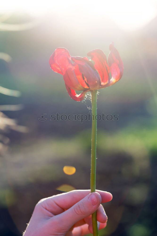 Similar – more poppy Nature Plant