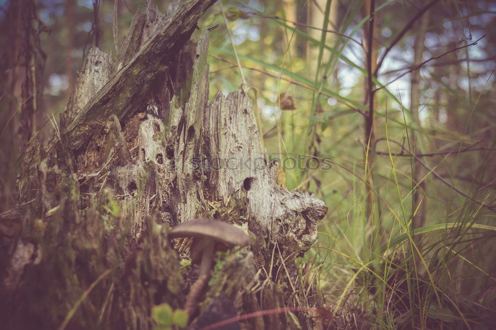 Image, Stock Photo picking wild mushrooms in autumn forest