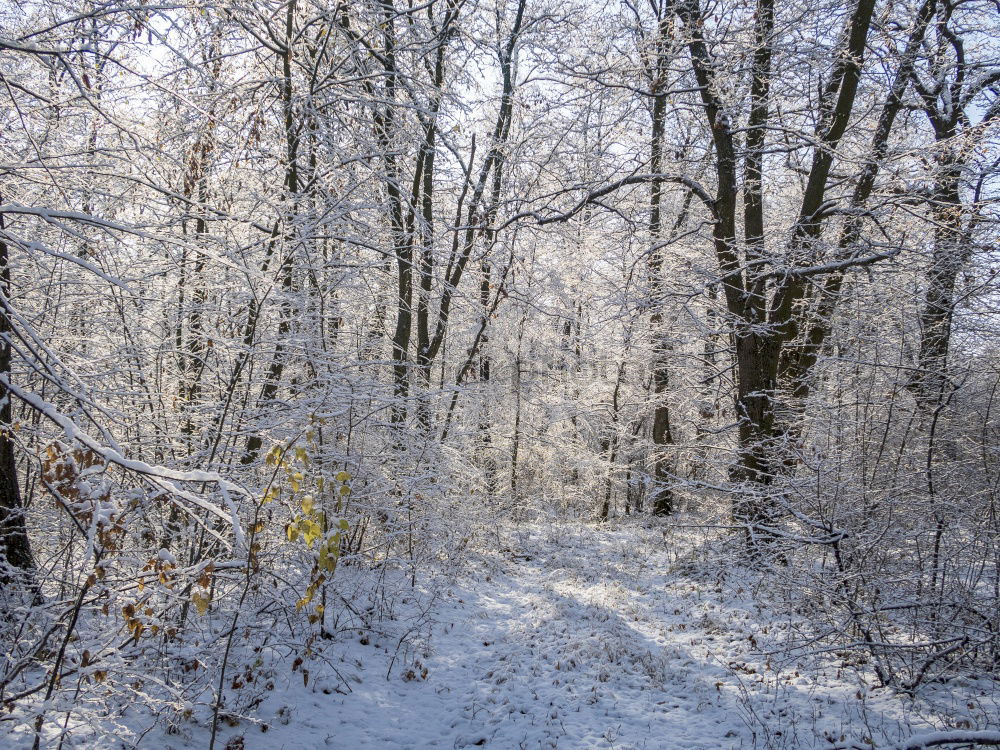 Similar – Image, Stock Photo frozen forest Trip Winter