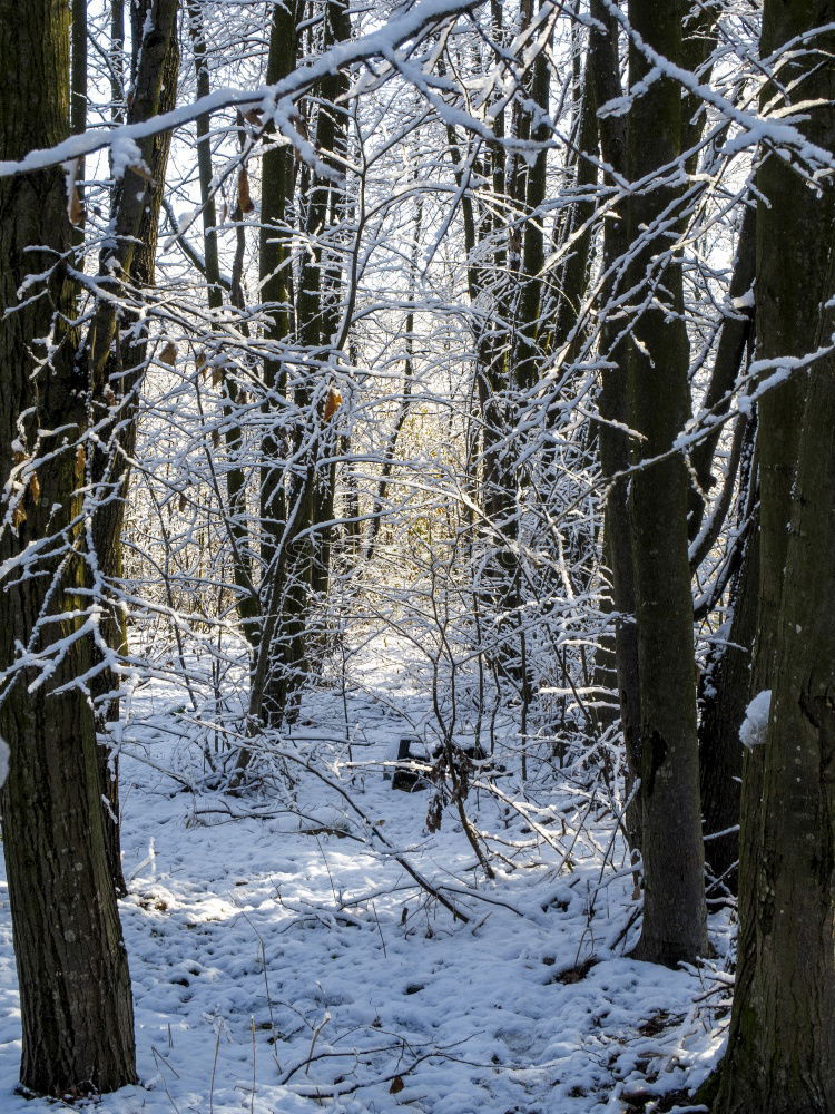 Similar – Image, Stock Photo Black White Winter Forest